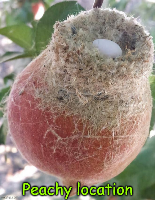 Peachy location | Peachy location | image tagged in eyeroll | made w/ Imgflip meme maker