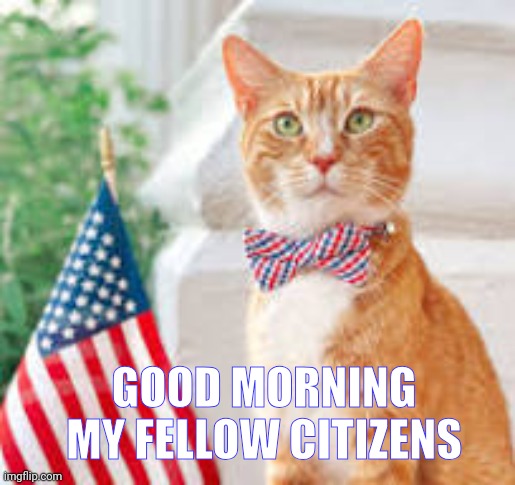 How is everyone doing | GOOD MORNING MY FELLOW CITIZENS | image tagged in american cat | made w/ Imgflip meme maker