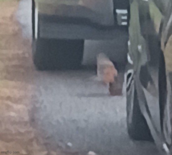 I saw 2 birds fighting sorry for shitty photo quality | made w/ Imgflip meme maker