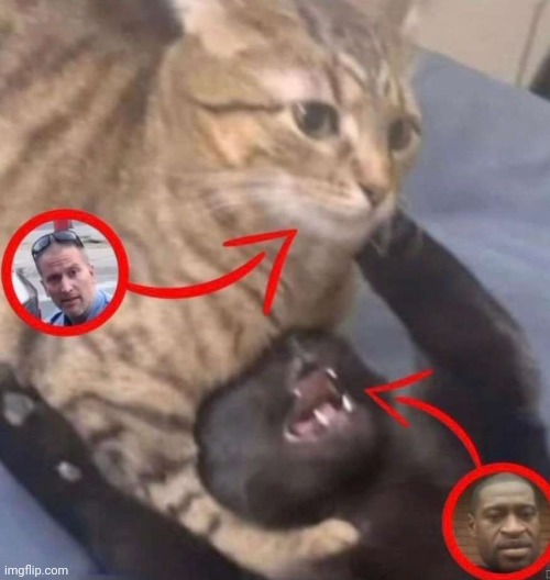 Silly little cat | made w/ Imgflip meme maker