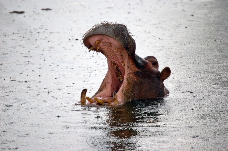 rare footage of a hippo stepping on his iphone charger | made w/ Imgflip meme maker