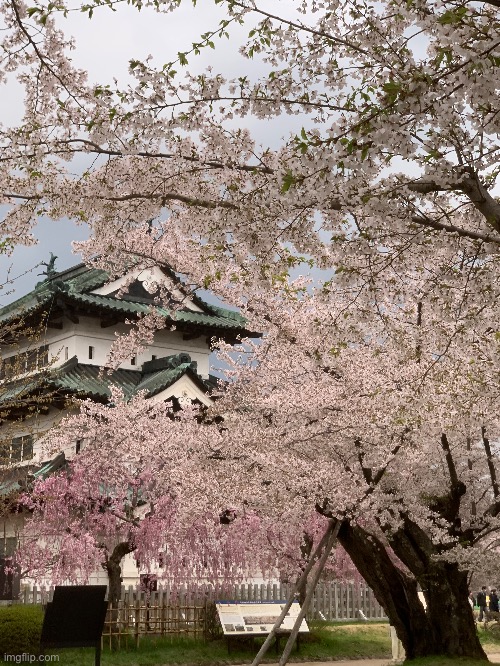 in japan, and i have SO many photos of sakura, should i post more? | made w/ Imgflip meme maker