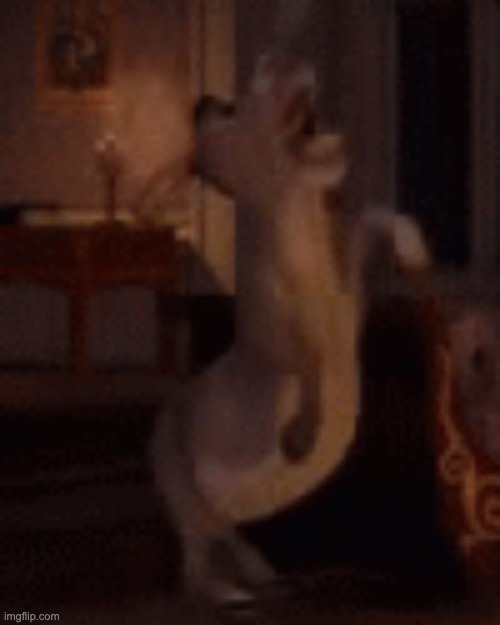 not so rare footage of a raging libtard | image tagged in low quality donkey screaming,memes,donkey,liberal,libtard,idiot | made w/ Imgflip meme maker