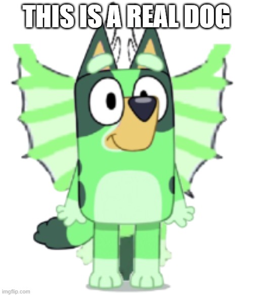 yes, this is a real dog. search up 'dogoventures' into the memesearch | THIS IS A REAL DOG | made w/ Imgflip meme maker