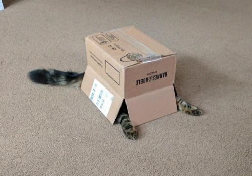 High Quality Cat Blank Meme Template