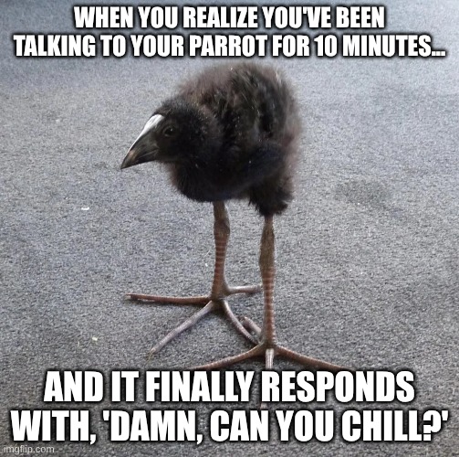 damn parrot | WHEN YOU REALIZE YOU'VE BEEN TALKING TO YOUR PARROT FOR 10 MINUTES... AND IT FINALLY RESPONDS WITH, 'DAMN, CAN YOU CHILL?' | image tagged in damn bird | made w/ Imgflip meme maker