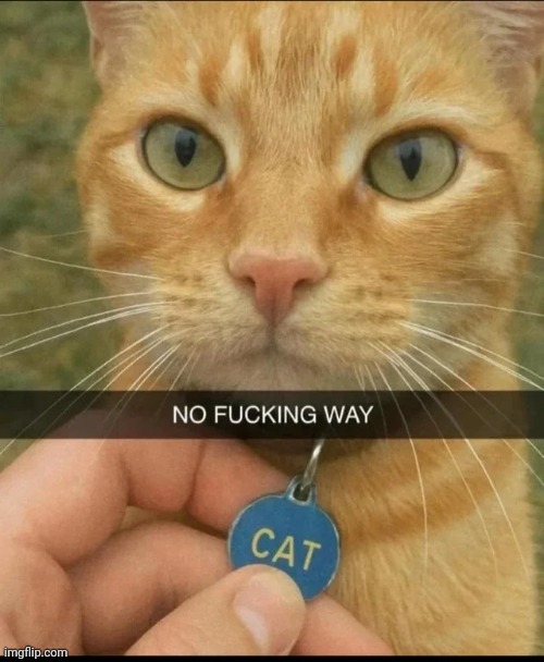 image tagged in memes,msmg,shitpost | made w/ Imgflip meme maker