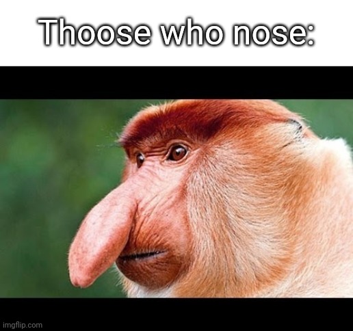 Big Nose Monkey | Thoose who nose: | image tagged in big nose monkey | made w/ Imgflip meme maker