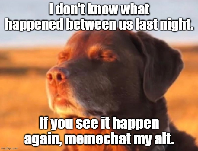 I feel hurt. | I don't know what happened between us last night. If you see it happen again, memechat my alt. | image tagged in dog accepting fate | made w/ Imgflip meme maker
