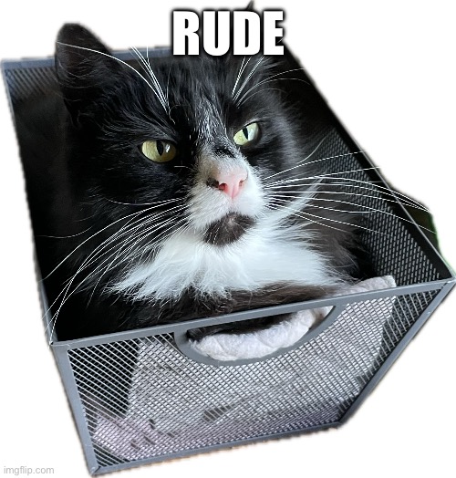 Waffles | RUDE | image tagged in cat,rude | made w/ Imgflip meme maker