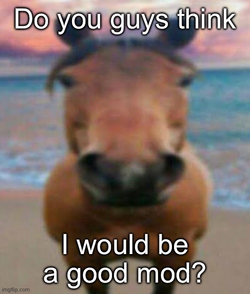Evil Horse | Do you guys think; I would be a good mod? | image tagged in evil horse | made w/ Imgflip meme maker