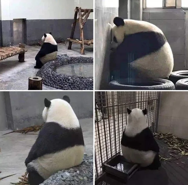 Panda deprimido Blank Meme Template