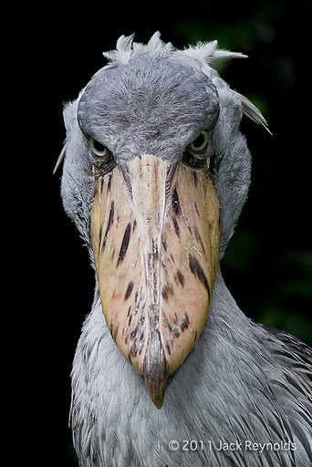 Shoebill Blank Meme Template