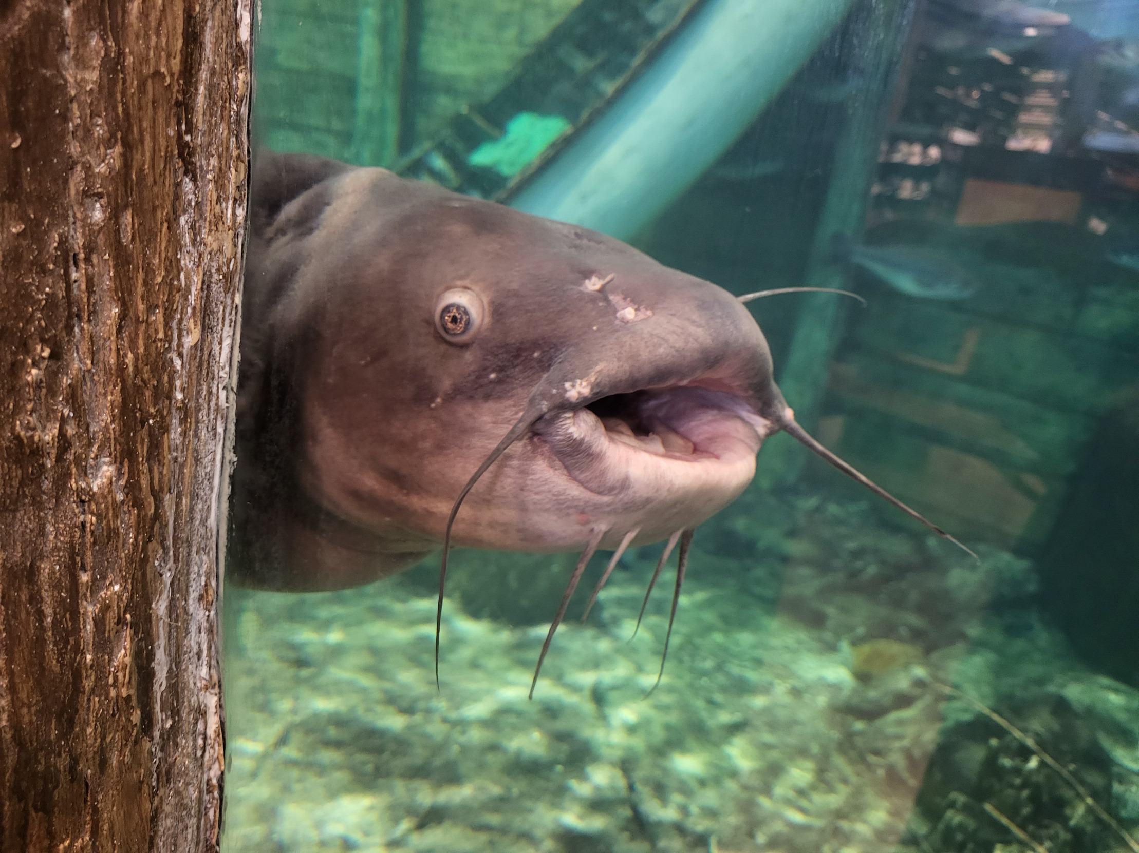 High Quality Intrusive Catfish Blank Meme Template