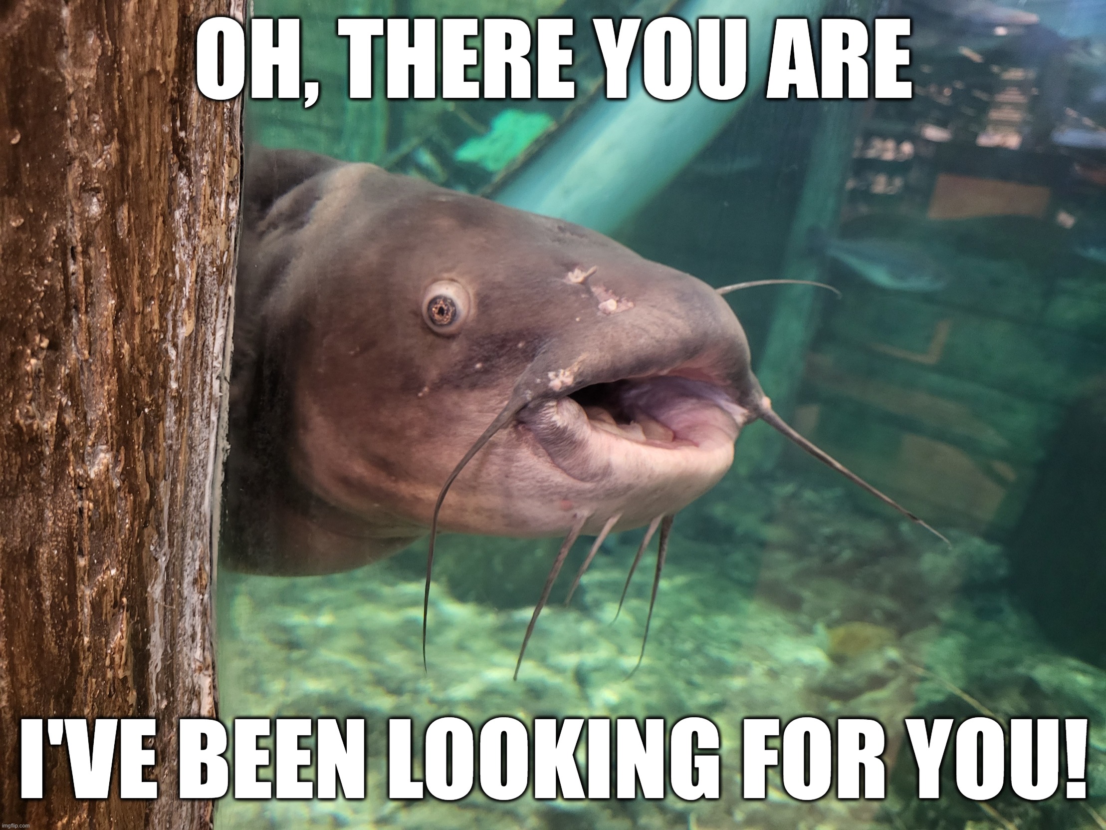 Intrusive Catfish Meme | OH, THERE YOU ARE; I'VE BEEN LOOKING FOR YOU! | image tagged in hello,been looking for you,there you are,found you,catfish,intrusive | made w/ Imgflip meme maker