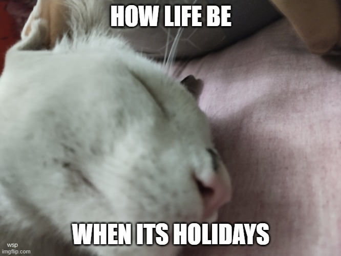 Holidays | HOW LIFE BE; WHEN ITS HOLIDAYS | image tagged in sleeping cat,funny,funny memes,cat,school,holidays | made w/ Imgflip meme maker
