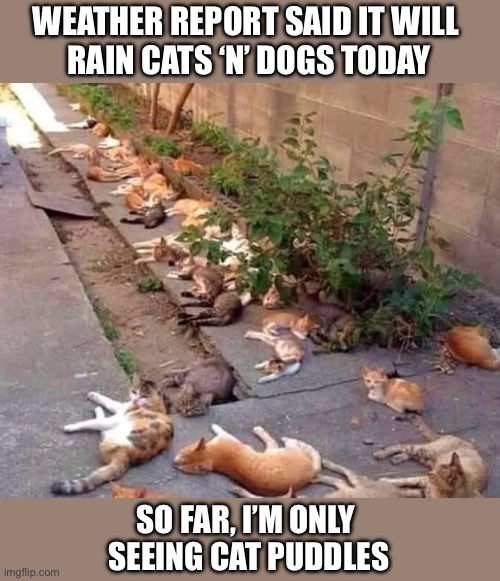 Puddles | WEATHER REPORT SAID IT WILL 
RAIN CATS ‘N’ DOGS TODAY; SO FAR, I’M ONLY 
SEEING CAT PUDDLES | image tagged in weather,rain,cats and dogs,puddles | made w/ Imgflip meme maker