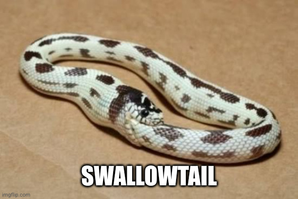 Snake Eating Itself | SWALLOWTAIL | image tagged in snake eating itself | made w/ Imgflip meme maker