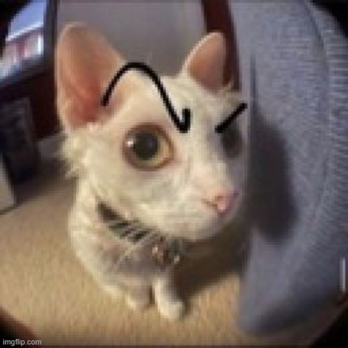 image tagged in cat raise eyebrow | made w/ Imgflip meme maker