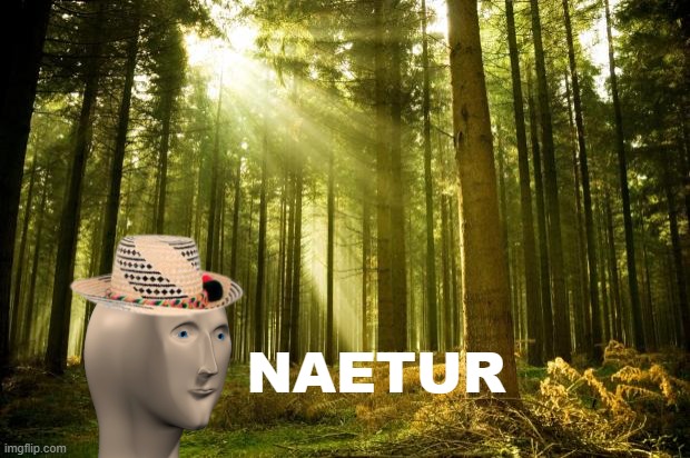 sunlit forest | NAETUR | image tagged in sunlit forest | made w/ Imgflip meme maker