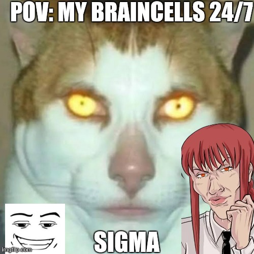 sigma | POV: MY BRAINCELLS 24/7; SIGMA | image tagged in sigma cat | made w/ Imgflip meme maker