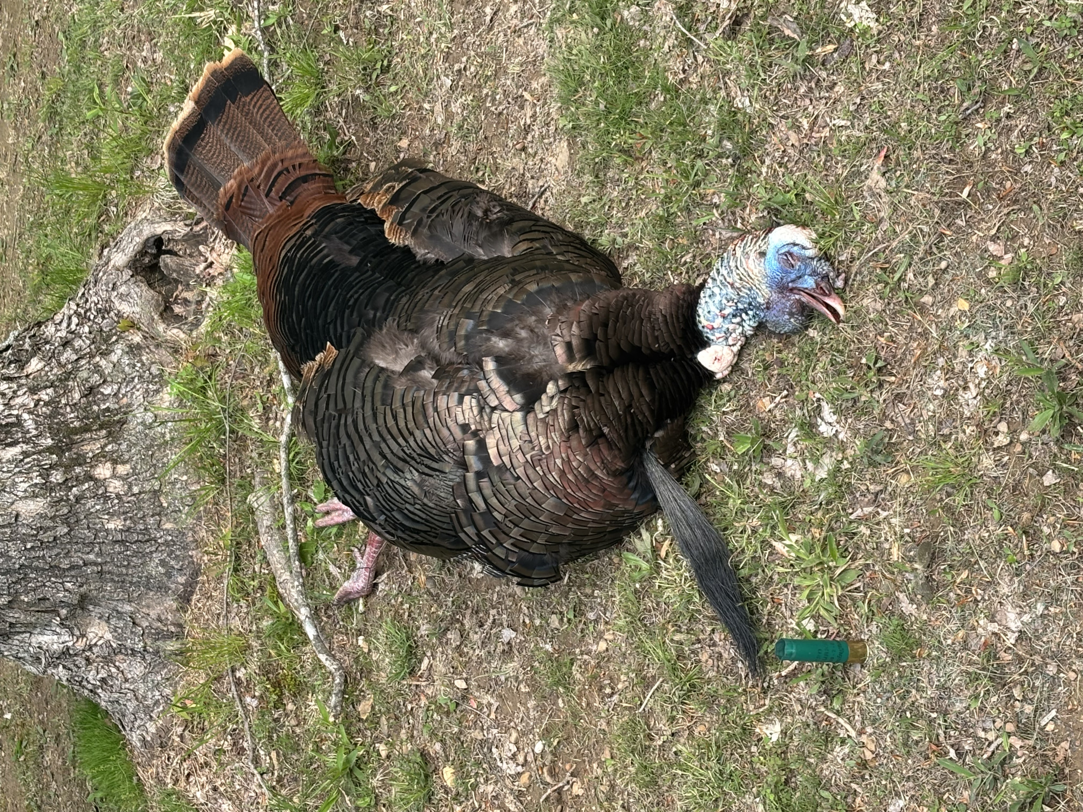 2025 Turkey Blank Meme Template