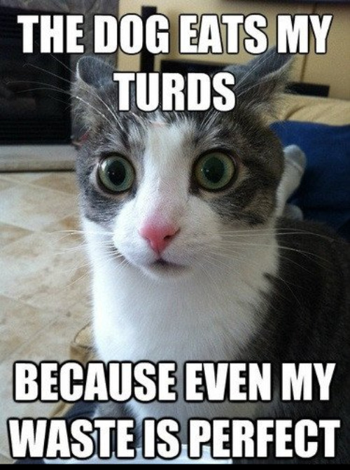 Perfect Waste | image tagged in cats,funny,dogs,poop,waste,arrogant | made w/ Imgflip meme maker
