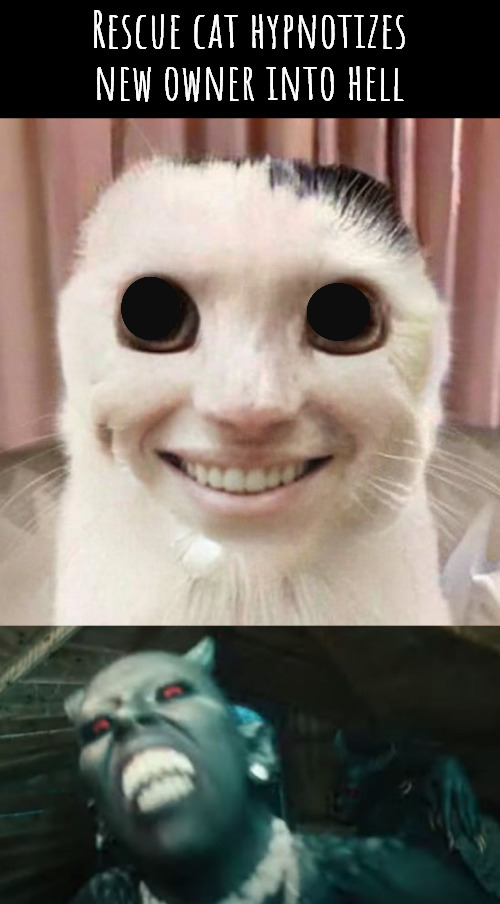Worse than buying a doll from a garage sale. | Rescue cat hypnotizes new owner into hell | image tagged in memes,cursed | made w/ Imgflip meme maker