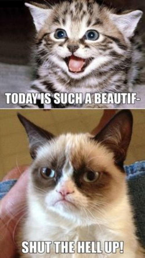 Miss Grump Disagrees | image tagged in cats,funny cat memes,grumpy cat,shut up,kitten,angry | made w/ Imgflip meme maker