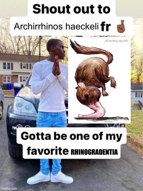 Shout out to.... Gotta be one of my favorite genders | Archirrhinos haeckeli; RHINOGRADENTIA | image tagged in shout out to gotta be one of my favorite genders,memes,shitpost,funny,lol so funny,animal meme | made w/ Imgflip meme maker