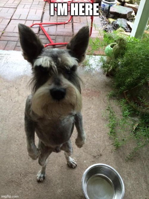 I'm here | I'M HERE | image tagged in i'm here | made w/ Imgflip meme maker