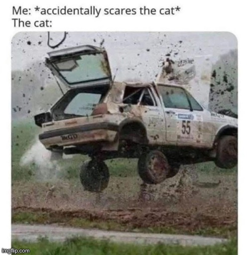 Scaredy cat | image tagged in cat,scared,jumpscare | made w/ Imgflip meme maker