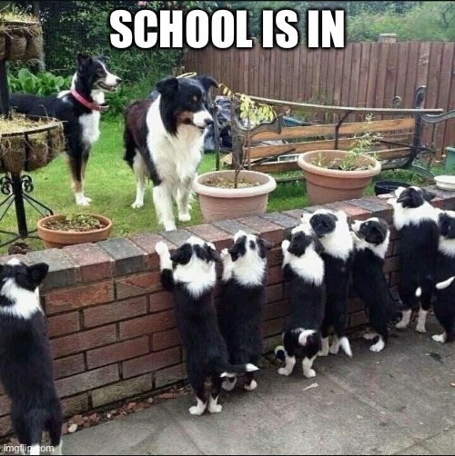 Teach them well | SCHOOL IS IN | image tagged in school,dogs,puppies,teacher | made w/ Imgflip meme maker