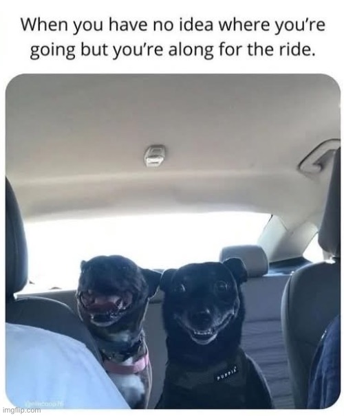 Car ride | image tagged in car,ride,cute dogs | made w/ Imgflip meme maker