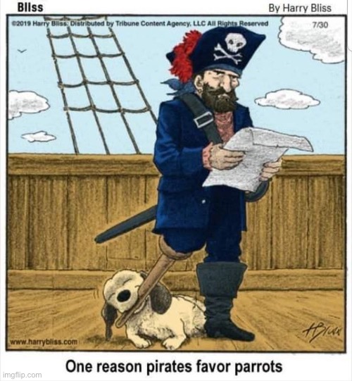 Parrot | image tagged in parrot,dog,pirate | made w/ Imgflip meme maker
