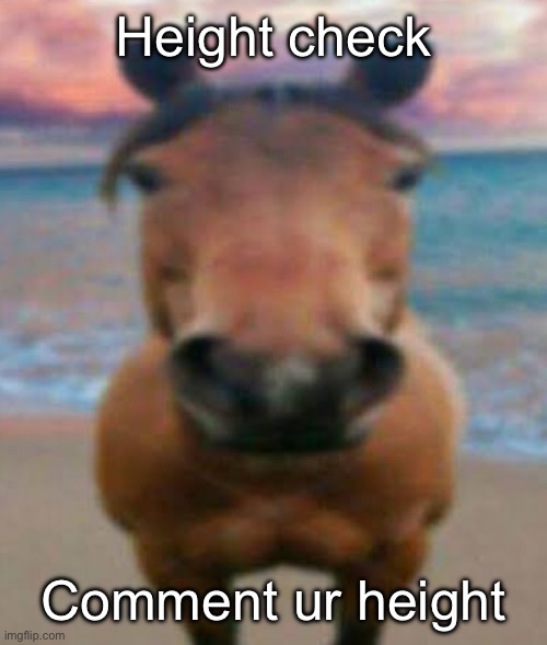 Evil Horse | Height check; Comment ur height | image tagged in evil horse | made w/ Imgflip meme maker