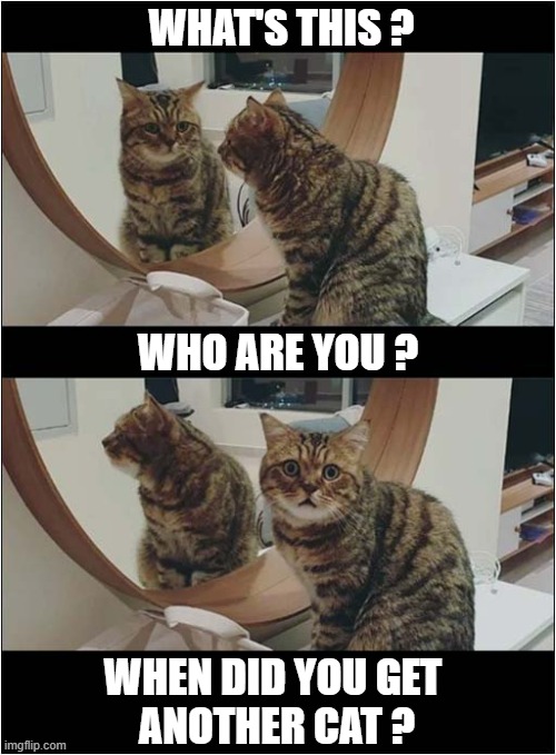 Confused By Refection ! | WHAT'S THIS ? WHO ARE YOU ? WHEN DID YOU GET 
ANOTHER CAT ? | image tagged in cats,confusion,reflection | made w/ Imgflip meme maker