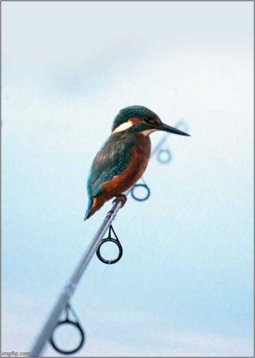 The Perfect Perch For A Kingfisher ! | image tagged in fishing,kingfisher,perch | made w/ Imgflip meme maker