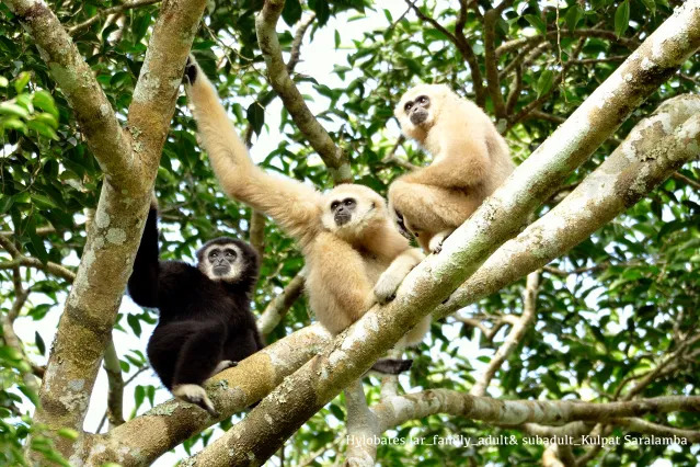 Gibbons in a tree Blank Meme Template