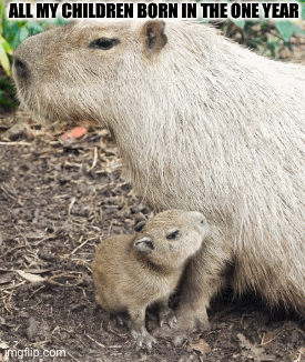 All my children born in one year | ALL MY CHILDREN BORN IN THE ONE YEAR | image tagged in gifs | made w/ Imgflip images-to-gif maker