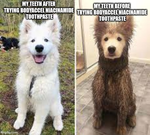 I've seen the ads | MY TEETH BEFORE 
TRYING BODYACCEL NIACINAMIDE 
TOOTHPASTE; MY TEETH AFTER 
TRYING BODYACCEL NIACINAMIDE 
TOOTHPASTE | image tagged in before and after clean vs dirty dog | made w/ Imgflip meme maker