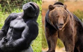 Gorilla and bear Blank Meme Template