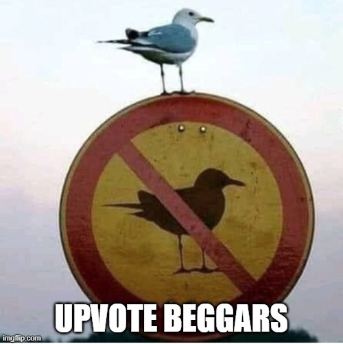 Bird says no | UPVOTE BEGGARS | image tagged in bird says no | made w/ Imgflip meme maker