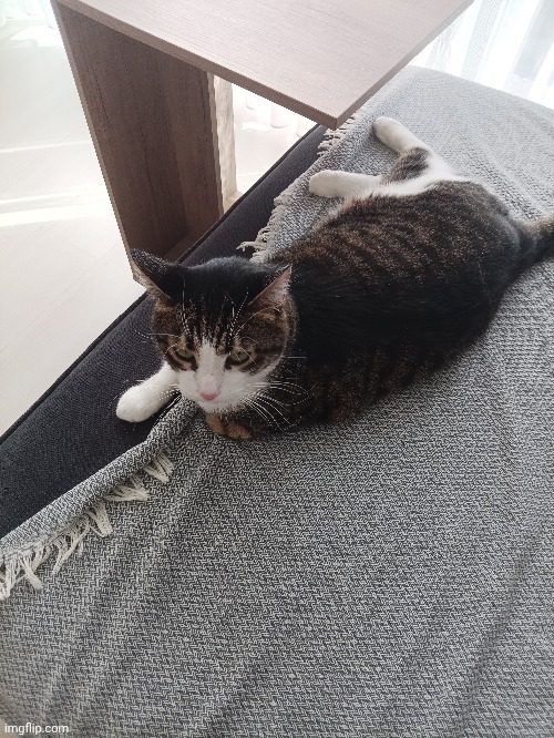 Cat | made w/ Imgflip meme maker