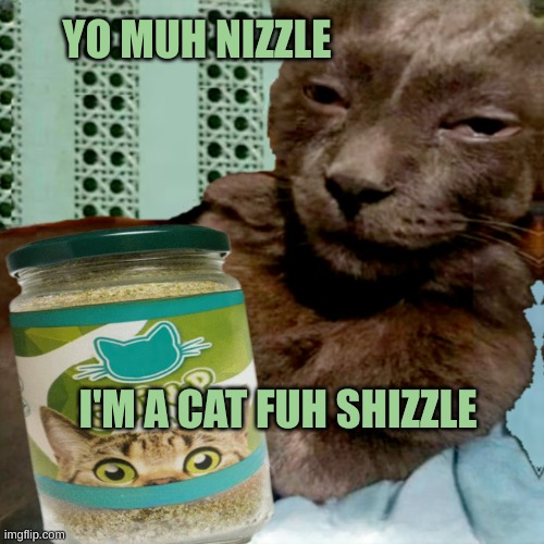 Shit Poster 4 Lyfe | YO MUH NIZZLE I'M A CAT FUH SHIZZLE | image tagged in shit poster 4 lyfe | made w/ Imgflip meme maker