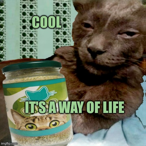 Cool Cat | COOL; IT'S A WAY OF LIFE | image tagged in shit poster 4 lyfe,cool cat stroll,cool,cat,catnip,catnap | made w/ Imgflip meme maker