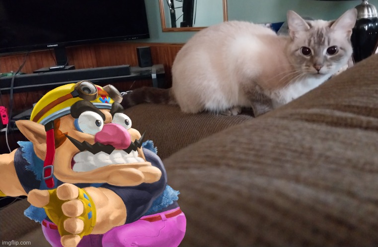 Wario dies to my cat, Mocha.mp3 | image tagged in mocha,cats,wario dies,wario | made w/ Imgflip meme maker