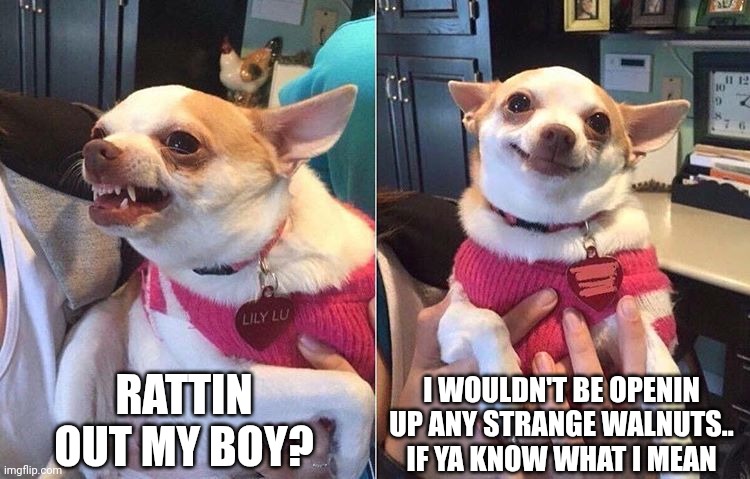 angry dog meme | RATTIN OUT MY BOY? I WOULDN'T BE OPENIN UP ANY STRANGE WALNUTS.. IF YA KNOW WHAT I MEAN | image tagged in angry dog meme | made w/ Imgflip meme maker