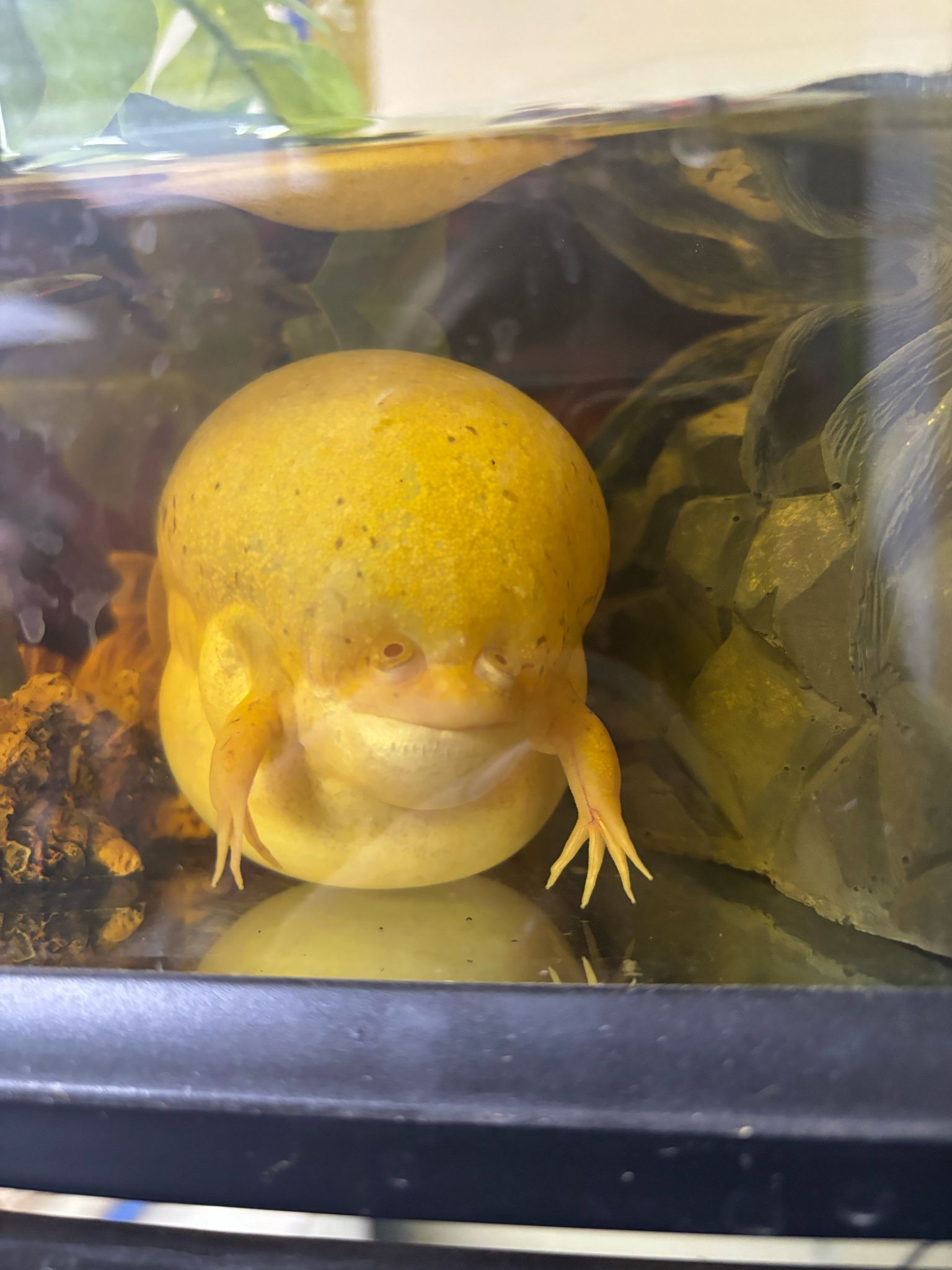 Massive forehead frog Blank Meme Template
