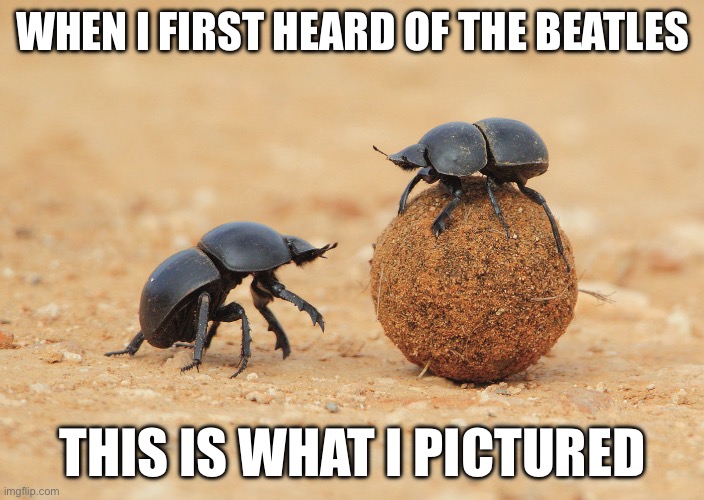 Dung beetle | WHEN I FIRST HEARD OF THE BEATLES; THIS IS WHAT I PICTURED | image tagged in dung beetle | made w/ Imgflip meme maker